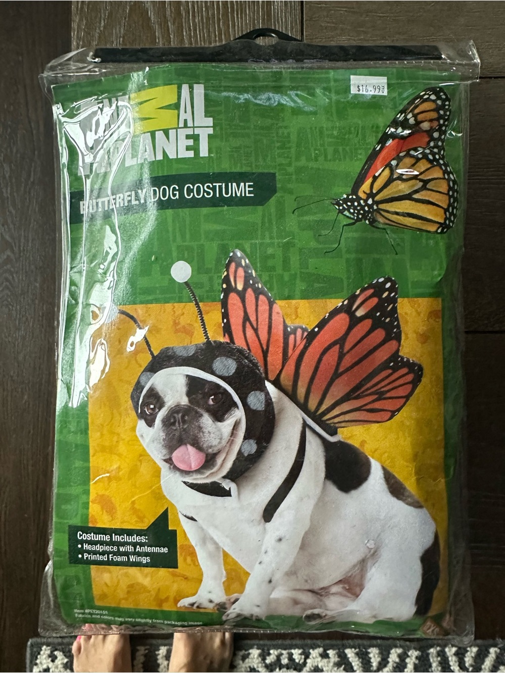 Animal Planet Butterfly Dog Costume - Orange/Black